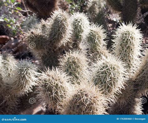 Teddy Bear Cactus from Tuscon, Arizona Stock Photo - Image of plant ...