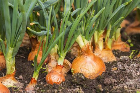 Onion Bulbs Planting at Wilhelmina Phillips blog