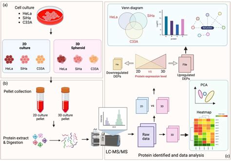 Proteomic Analysis Reveals Cadherin, Actin, and Focal Adhesion Molecule ...
