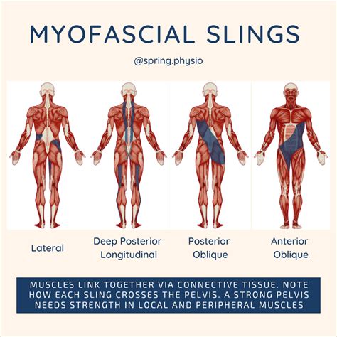 Myofascial Muscle Poster Print for Physical Therapists | Human Anatomy Poster | Muscle Anatomy ...