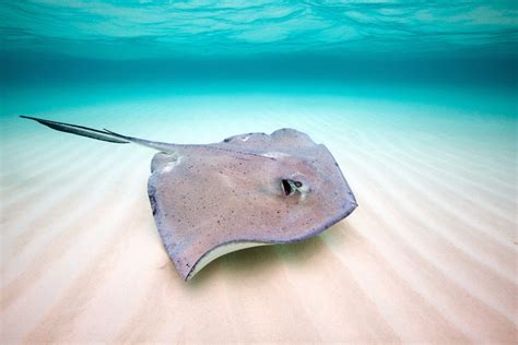 Stingray Fun Facts