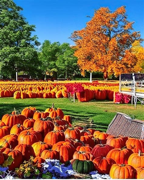 Local Fall Festivals This Weekend 的图像结果