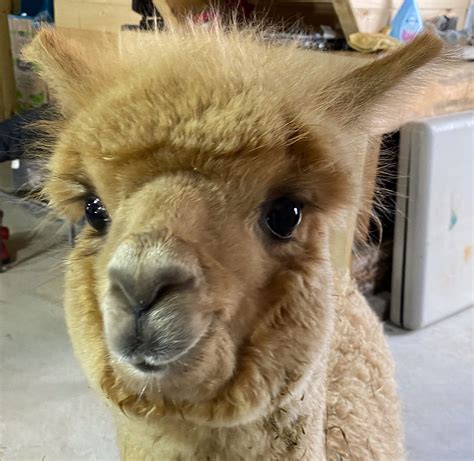 Regional Roadtrips: Alpaca trekking and savoury Spanish delights await ...