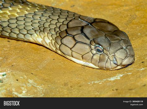 Giant King Cobra Snake