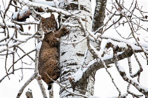 Bobcats in Indiana? Here's What We Know - A-Z Animals