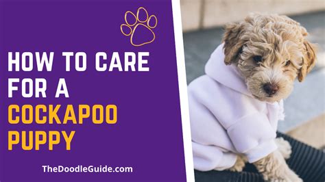 Image result for Cockapoo Care