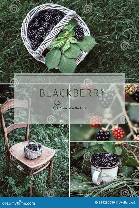 Blackberry Season. Collage of Four Images with Blackberries. Vertical ...
