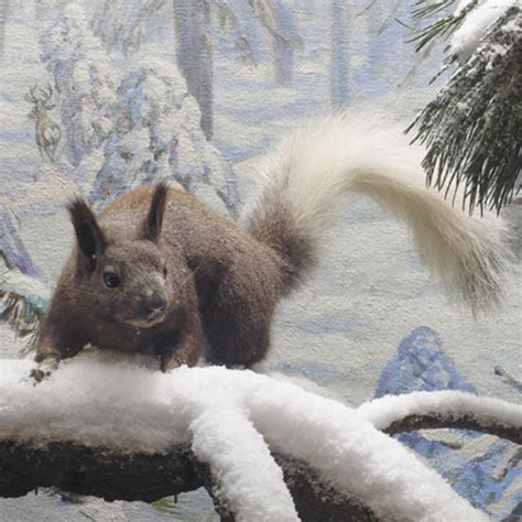 Milstein Hall of Advanced Mammals | Meer