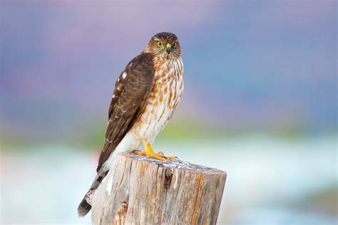 Cooper's Hawk Bird Photos at Germaine Dunham blog