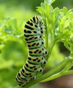 Animals that are eaten alive by humans