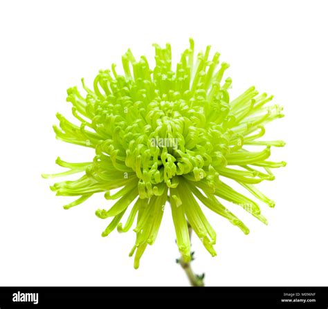 green spider Chrysanthemum flower isolated on white background Stock ...