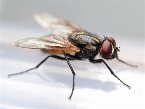 Time to Fly: Introduction: Different species of flies
