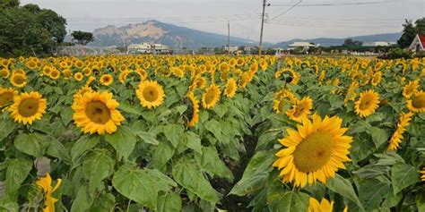 Go to Flower Market 的图像结果