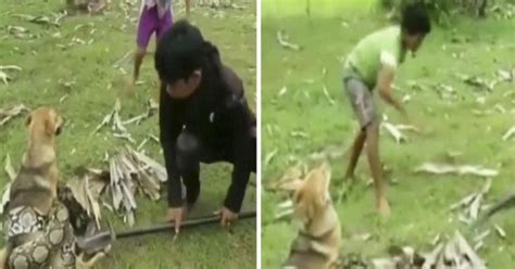 Three Boys Save Dog From Snake