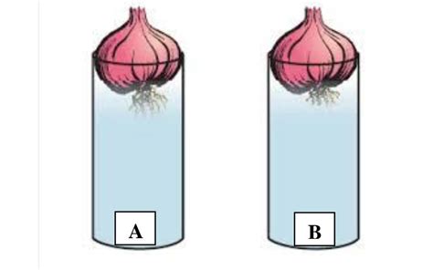 The given diagram represents an experimental set- up to demonstrate a ...