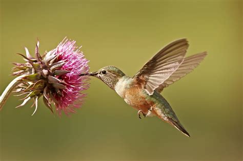 Hummingbirds In North Carolina: 11 Species You'll Spot In This State