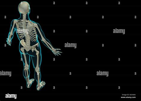 Image result for Skeletal Structural System