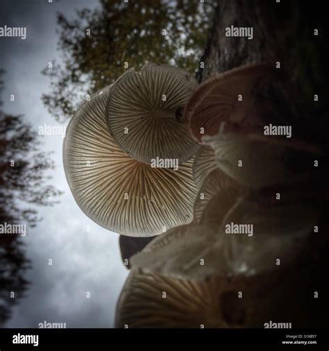 Mushroom gills fungus hi-res stock photography and images - Alamy