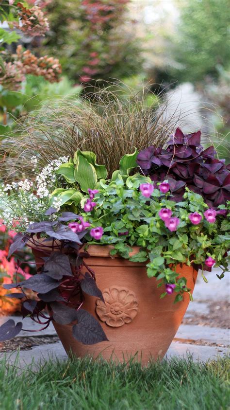 Container Plants For Dappled Shade at Mary Shue blog