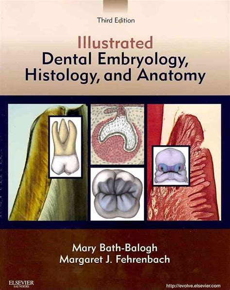 Buy Illustrated Dental Embryology, Histology, and Anatomy (Old Edition ...