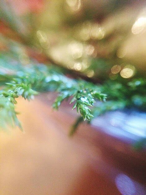 Full frame shot of tree | Premium Photo