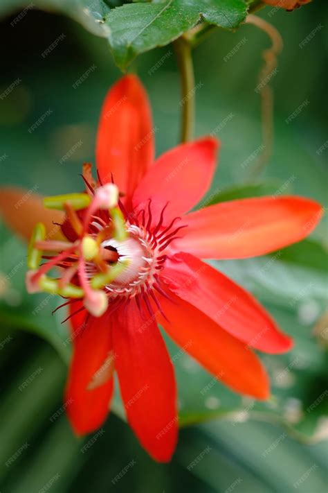 Premium Photo | Red perfumed passion flower passiflora vitifolia red ...