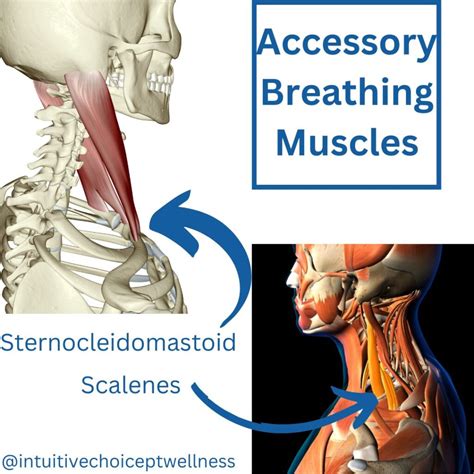 Are You Breathing Wrong? Diaphragmatic Breathing to the Rescue