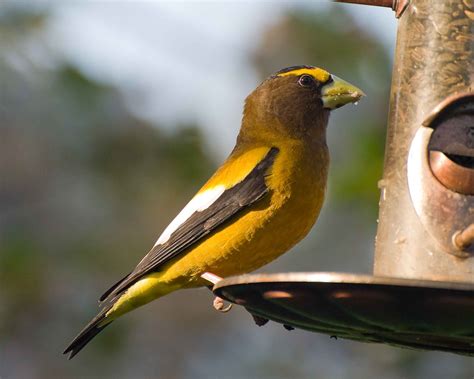 Birds Disappearing from Feeder in the Fall - Ornithology