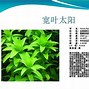 Image result for 水草