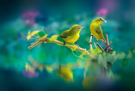 Beautiful Birds Wallpaper, HD Animals 4K Wallpapers, Images and ...