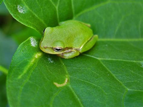 Green Tree Frogs - Frogs & Toads - Amphibians