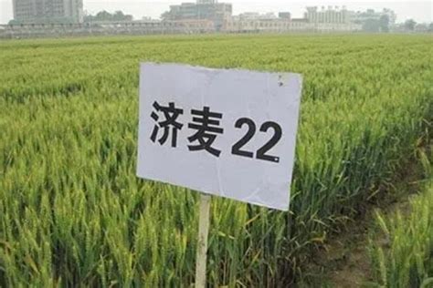 全面超越济麦22,、矮抗58的小麦品种——矮优王