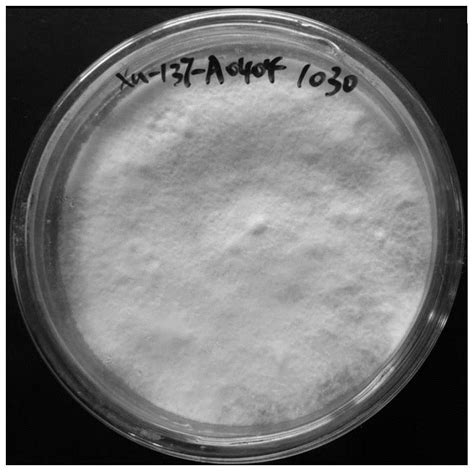 鼠李糖脂的应用及其制备方法与流程_2