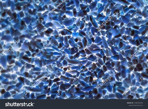 Bacteria Reproducing Under a Microscope 的图像结果