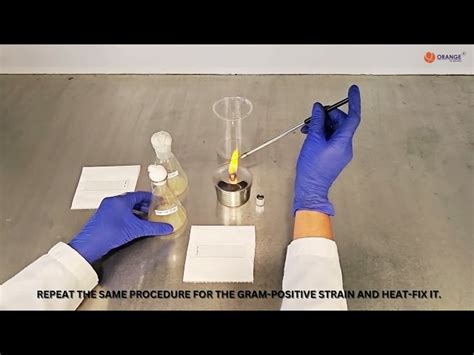 Staining - Pro TechEx-Acid Fast Staining Teaching Kit Manufacturer from ...