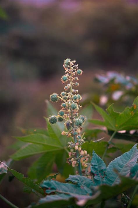 Image result for Sweet Tooth Castor