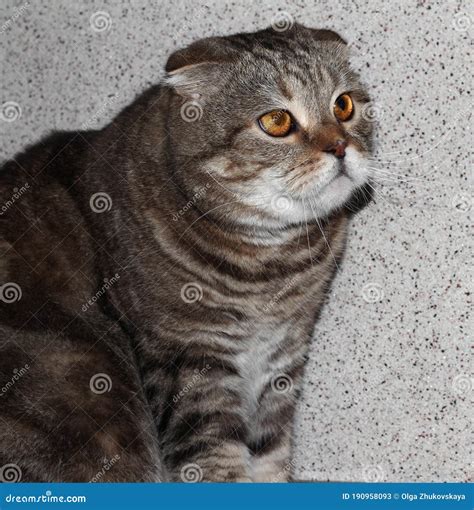 Portrait of a Fat Tabby Cat. a Cat with Floppy Ears Stock Image - Image ...