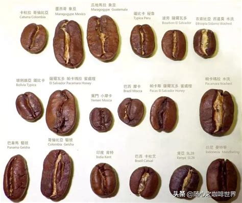 新手想开始尝试单品咖啡，选择哪种咖啡豆比较好? 最全咖啡品鉴入门攻略 - 哔哩哔哩