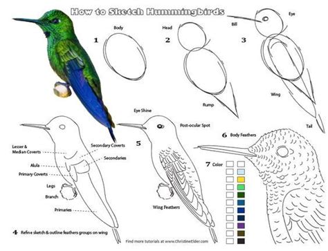 Image result for How to Paint Hummingbirds Tutorials