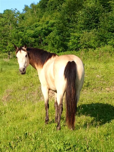 Definition of Buckskin: What is Buckskin Leather?