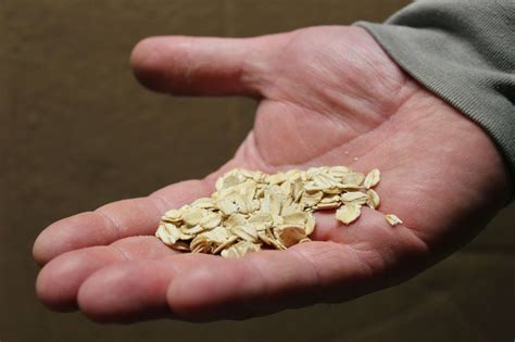 Can Chickens Eat Oats? A Quick Guide for Poultry Owners
