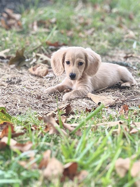 English Cream Dachshunds Wallpapers - Wallpaper Cave