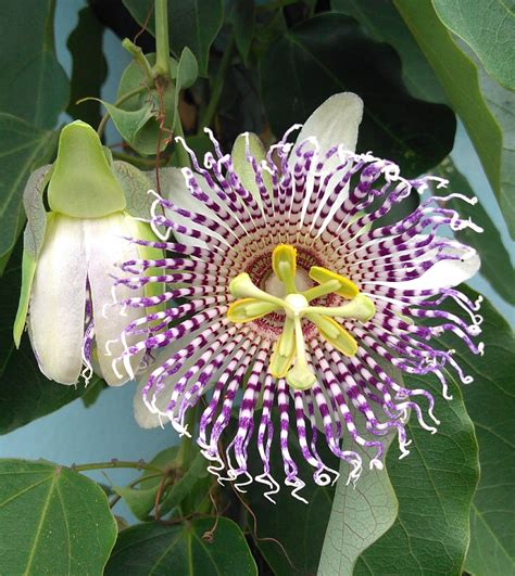 Free Images : flowering plant, purple passionflower, giant granadilla ...
