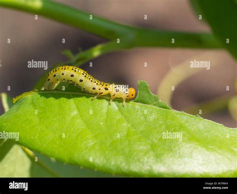 large rose sawfly (arge pagana) caterpillar eating rose leaves Stock ...