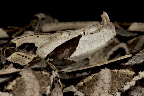 Rare Encounter: Watch Largest Gaboon Viper Caught on Camera
