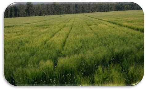 Wheat – Technology Transfer Unit for the Industry Partners & Agri ...