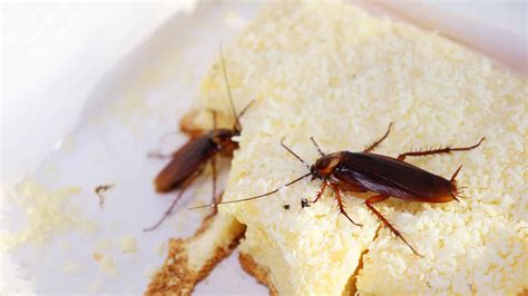 Roach Diet 101: What Do Cockroaches Eat?