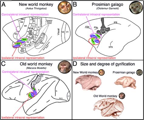 Image result for Contralateral Teeth