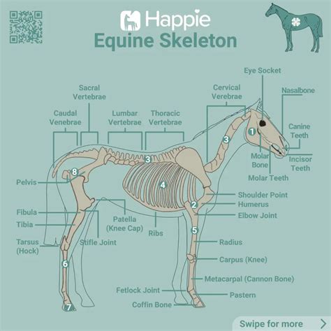 Horse Skeletal Anatomy Horse Skeleton #2 By Science Photo Library