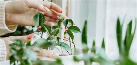 Woman caring for house plants 4908537 Stock Photo at Vecteezy